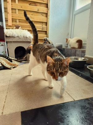 Katze Ludowika sucht tolles Zuhause mit Freigang Bild 4