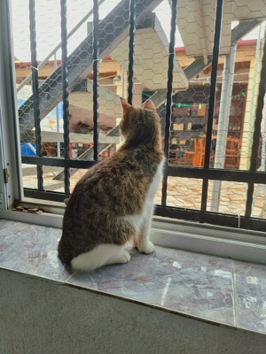 Katze Ludowika sucht tolles Zuhause mit Freigang Bild 7