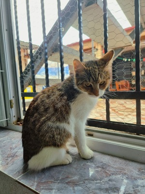 Katze Ludowika sucht tolles Zuhause mit Freigang Bild 8