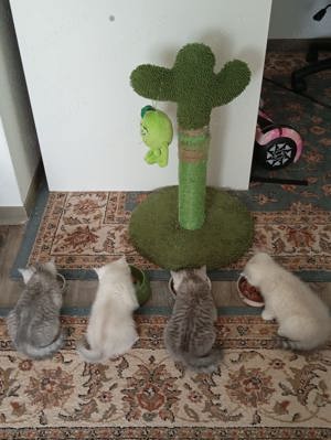 Babys katze suchen ein Wohl zu Hause  Bild 4