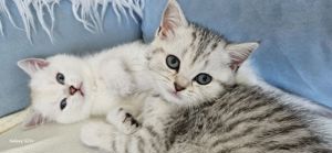 Babys katze suchen ein Wohl zu Hause  Bild 5