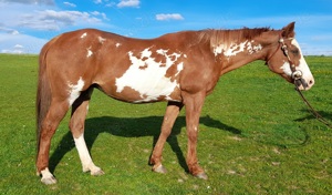 Verk. Amerikan Paint Horse Overo Stute Kinderreitpferd, Anfängerpferd, Beistellpferd Bild 2