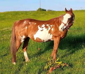 Verk. Amerikan Paint Horse Overo Stute Kinderreitpferd, Anfängerpferd, Beistellpferd Bild 8