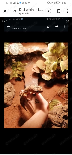 Leopardgeckos mit oder ohne Terra und Zubehör  Bild 2
