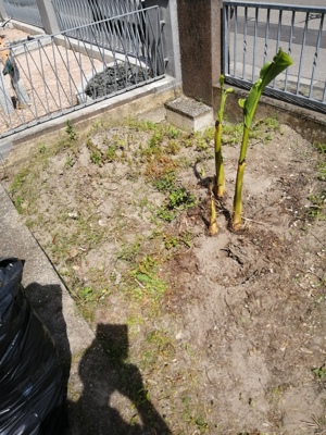 Banannenbaum zu verkaufen Bild 1