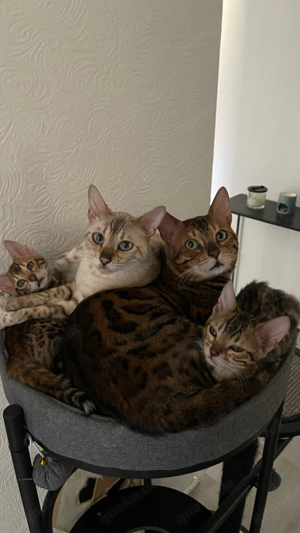 Bengal Kitten Bild 2