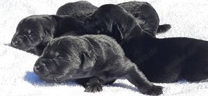 Reinrassige Labradorwelpen zu verkaufen 