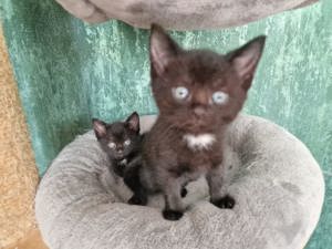 3 kleine Männchen Kitten, Katzenbaby, Katzen Bild 6