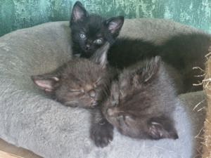 3 kleine Männchen Kitten, Katzenbaby, Katzen Bild 2