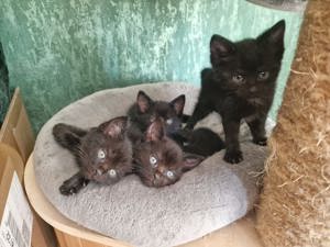 3 kleine Männchen Kitten, Katzenbaby, Katzen Bild 1