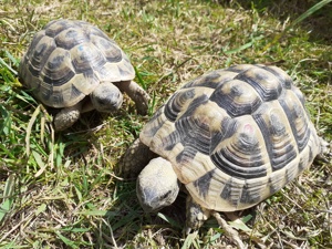 Griechische Landschildkröten - Nachzuchten 2014, 2010 und 2009