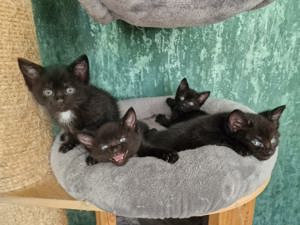 3 kleine Männchen Kitten, Katzenbaby, Katzen Bild 5
