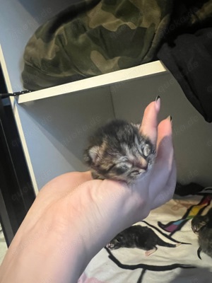 MaineCoon-Britisch Kurzhaar Kitten  Bild 5