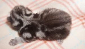 Reinrassige BKH Whiskas Kitten mit Stammbaum  Bild 5