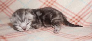 Reinrassige BKH Whiskas Kitten mit Stammbaum  Bild 2