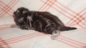 Reinrassige BKH Whiskas Kitten mit Stammbaum  Bild 6
