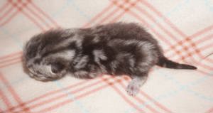 Reinrassige BKH Whiskas Kitten mit Stammbaum  Bild 9