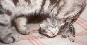 Reinrassige BKH Whiskas Kitten mit Stammbaum  Bild 3