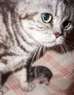 Reinrassige BKH Whiskas Kitten mit Stammbaum  Bild 10