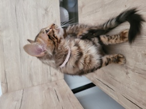 Cashmere Bengal Kitten Bild 4