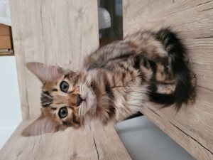 Cashmere Bengal Kitten Bild 5