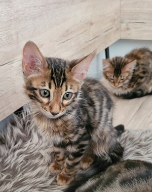Cashmere Bengal Kitten Bild 2
