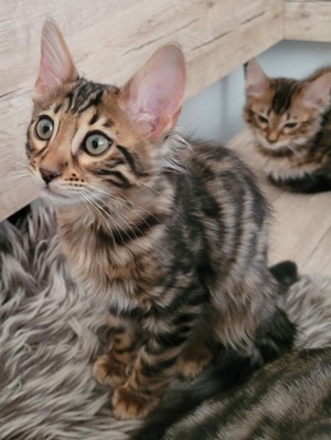Cashmere Bengal Kitten Bild 1