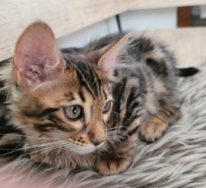 Cashmere Bengal Kitten Bild 3