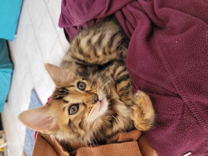 Cashmere Bengal Kitten Bild 7
