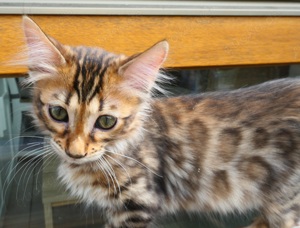 Cashmere Bengal Kitten Bild 6