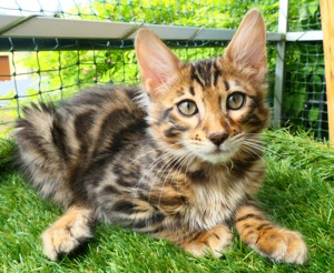 Cashmere Bengal Kitten Bild 8