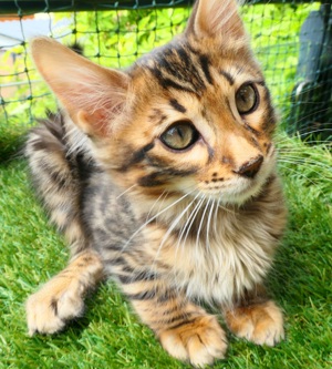 Cashmere Bengal Kitten Bild 9