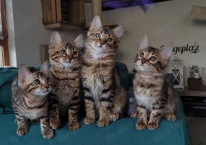 Cashmere Bengal Kitten Bild 10
