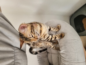 Bengal  Kitten mit Stammbaum  Bild 4