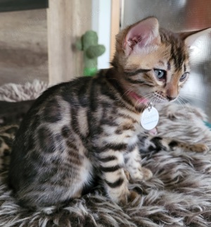 Bengal  Kitten mit Stammbaum  Bild 5