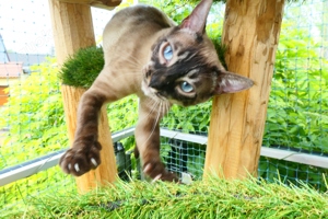 Bengal  Kitten mit Stammbaum  Bild 9