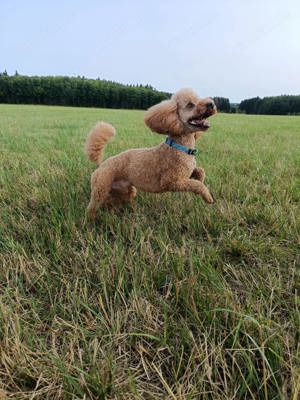 Deckrüde Pudel  Bild 5