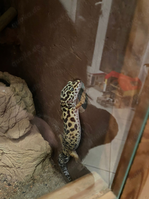 Leopardgeckos 4.4.0. Bild 2