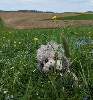 Deckrüde Zwergpudel  Bild 1