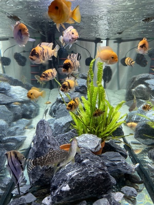 aquarium Süsswasser fische barsche welse  Bild 3