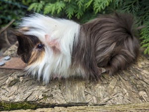 Peruaner Meerschweinchen männlich  Bild 2