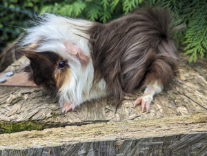 Peruaner Meerschweinchen männlich  Bild 5