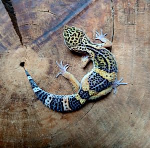 Leopardgecko Weibchen NZ 2023 Eublepharis macularius Bild 4
