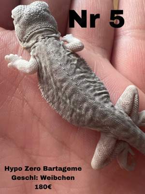 Hypo Zero leatherback Bartagame Weibchen Bild 2