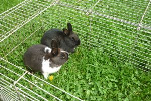 Zwergkaninchen Weibchen und Kastrierte Männchen