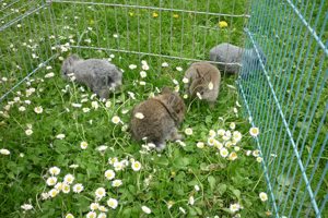 Zwergkaninchen-Kaninchen Bild 9