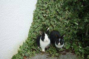Zwergkaninchen-Kaninchen Bild 5