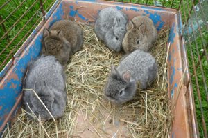 Zwergkaninchen-Kaninchen Bild 12