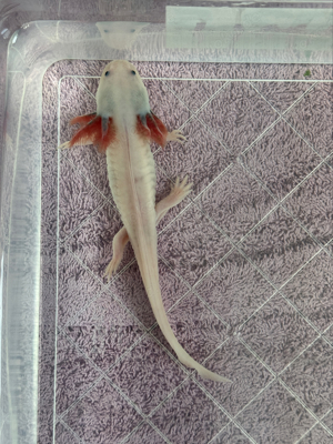 Axolotl M W Bild 4