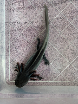 Axolotl M W Bild 6